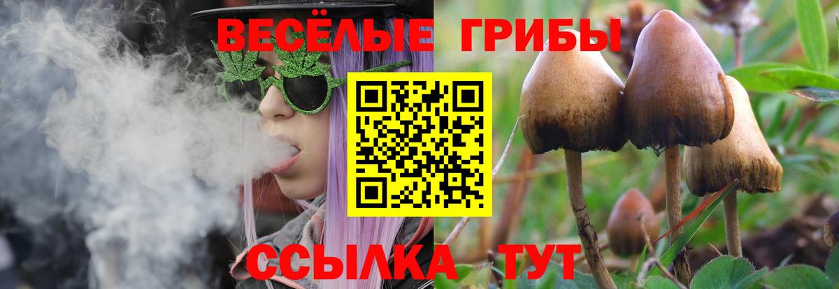 Псилоцибиновые грибы Psilocybine cubensis Кизляр